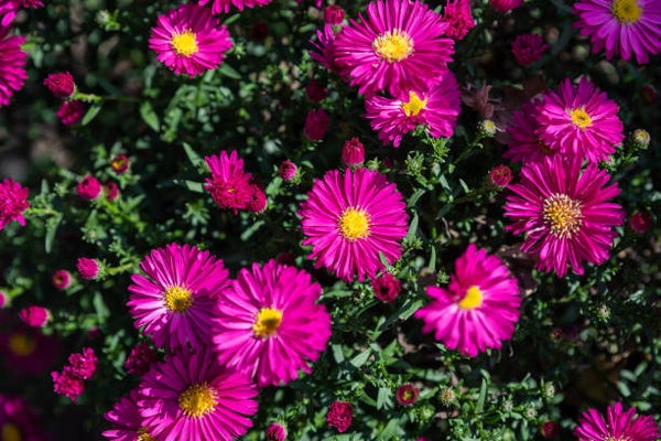 Aster dumosus 'Jenny' P9