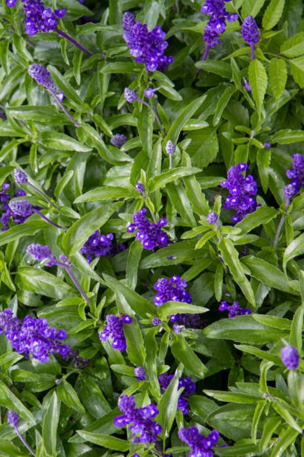 Buddelja davidii empire blue C3