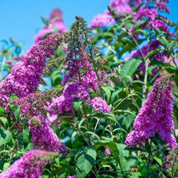 Buddelja davidii ile de France C3