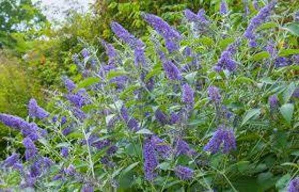 Buddelja davidii loch ich C3