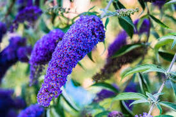 Buddelja davidii nacho blue C3