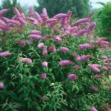 Buddelja davidii pink delight C7,5