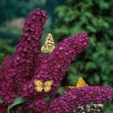 Buddelja davidii royal red C7,5