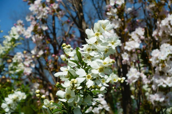 Buddelja davidii white profusion C3