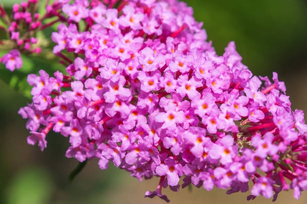 Buddleja davidii butterfly candy Little Pink C3