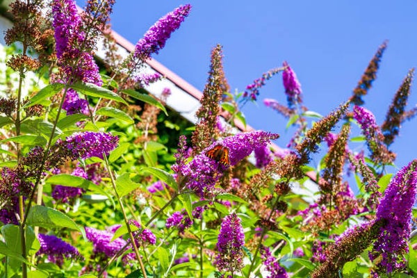 Buddleja davidii butterfly candy Little Purple C3