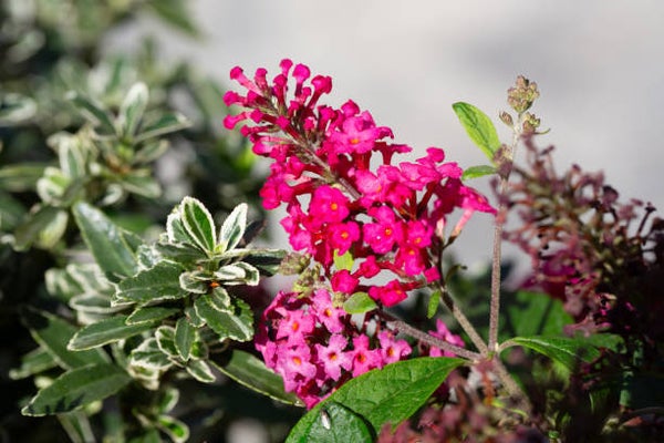 Buddleja davidii butterfly candy Little Ruby C3