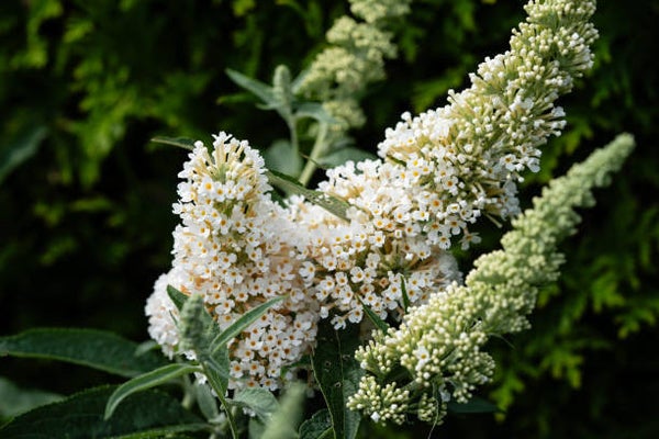 Buddleja davidii butterfly candy Little White C3