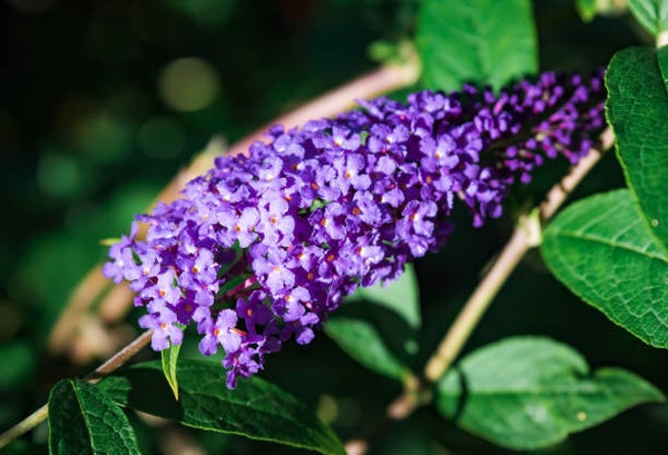 Buddleja davidii Empire Blue C7,5