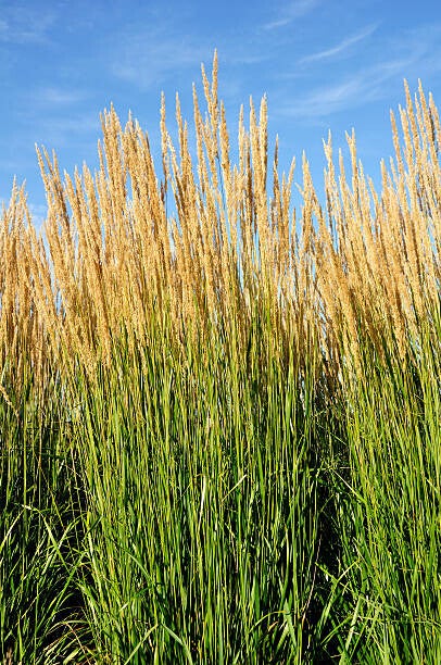 Calamagrostis acutiflora 'Karl Foerster'