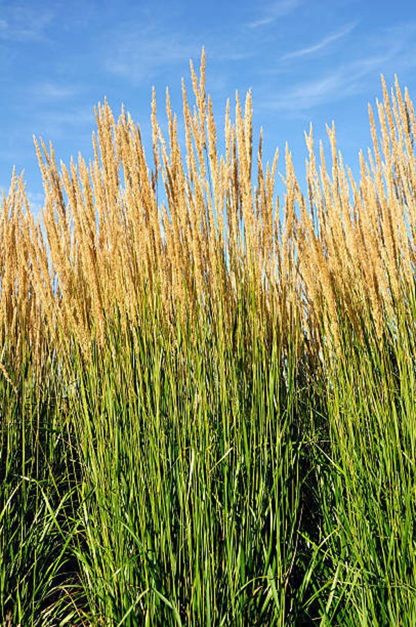 Calamagrostis acutiflora 'Karl Foerster'