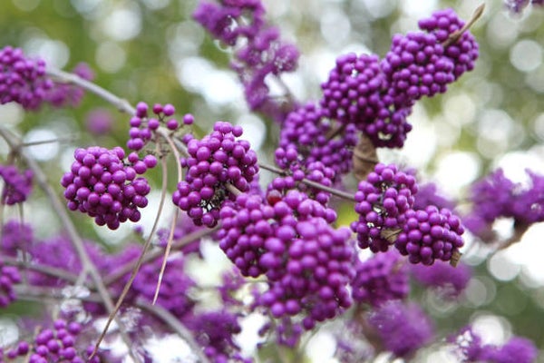 Callicarpa bodinieri profusion C3