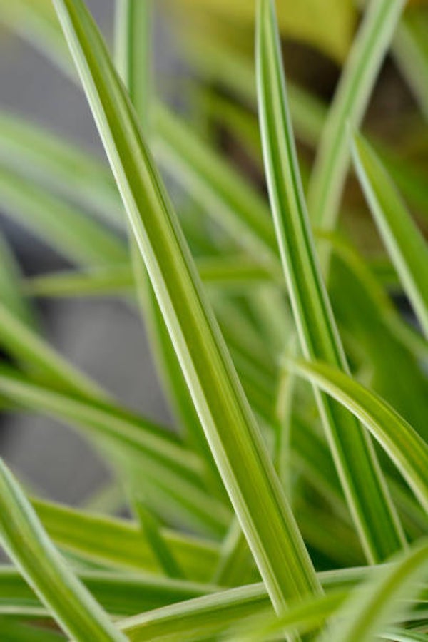 Carex morrowii 'Ice Dance'