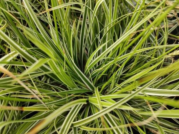carex oshimensis everest C1,5