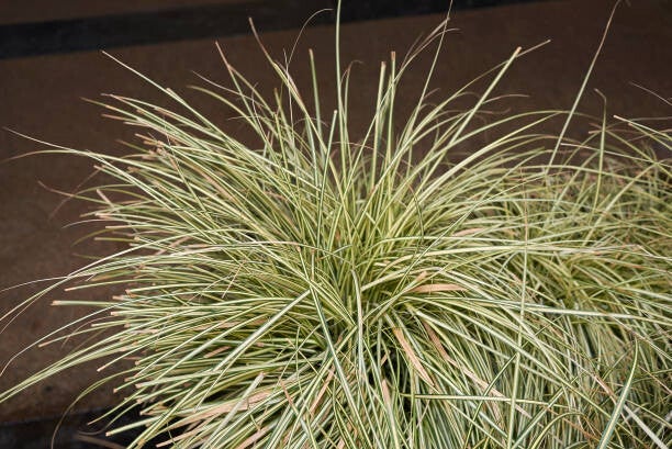 Carex oshimensis 'Evergold'