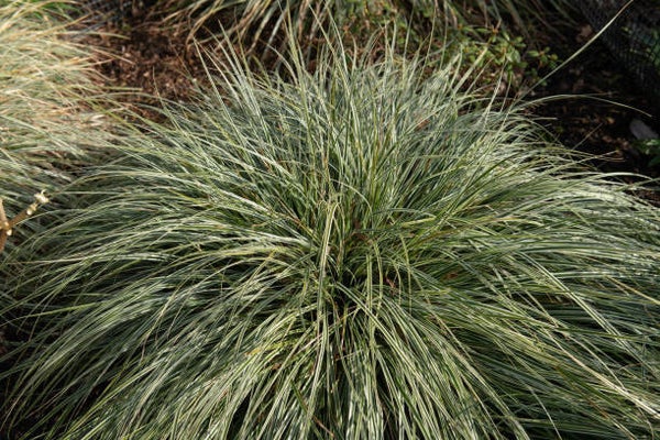 carex oshimensis evergreen C1,5