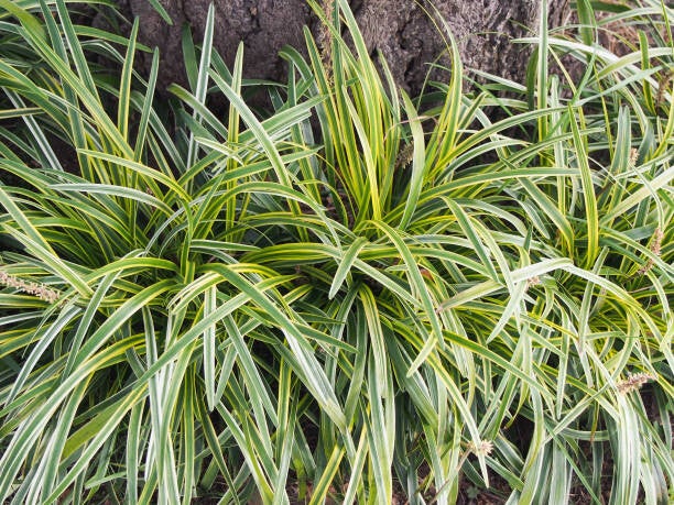 Carex Ribbon Falls C1,5