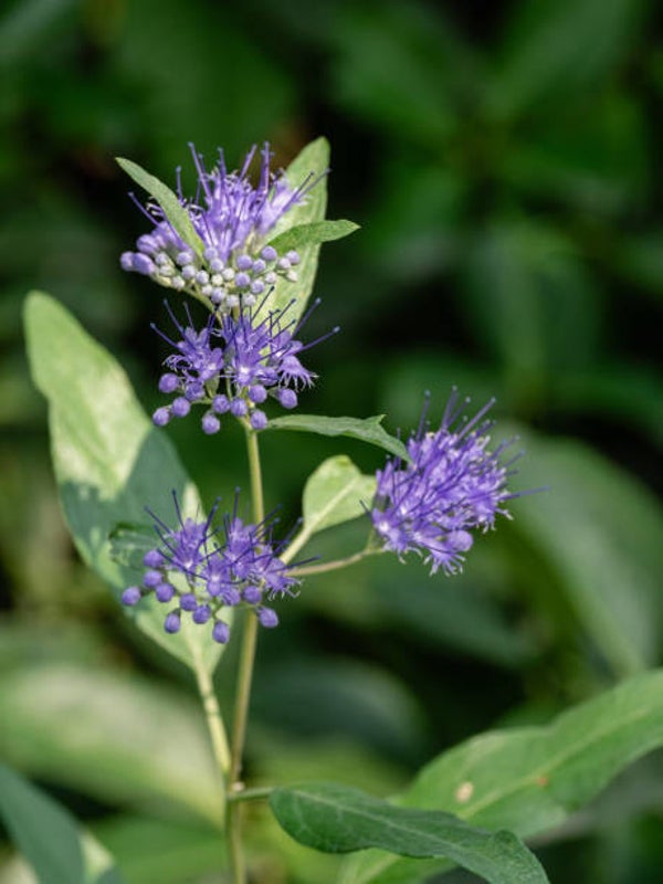 Caryopteris Cland. Heavenly Bleu C7,5