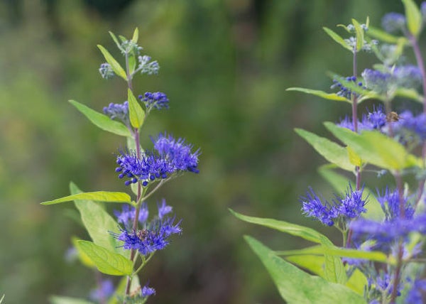 Caryopteris clandonensis Grand Bleu