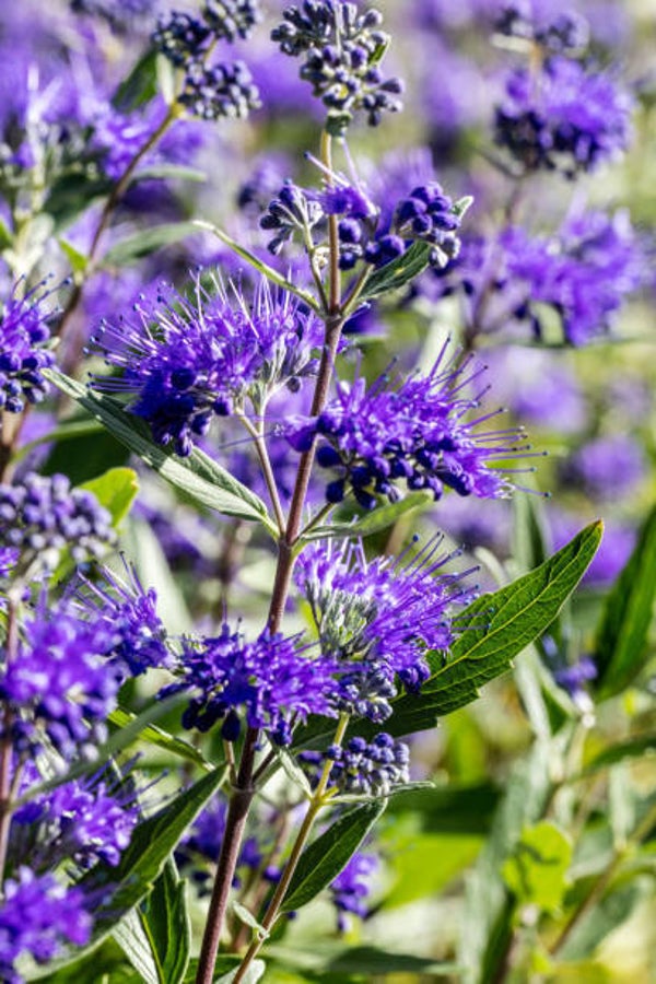 Caryopteris clandonensis grand blue C3