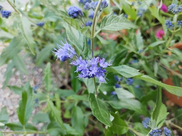 Caryopteris clandonensis heavenly blue C3