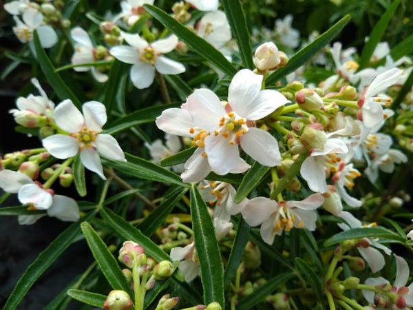 Choisya aztec pearl C3