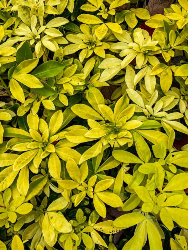 Choisya Goldfingers C5