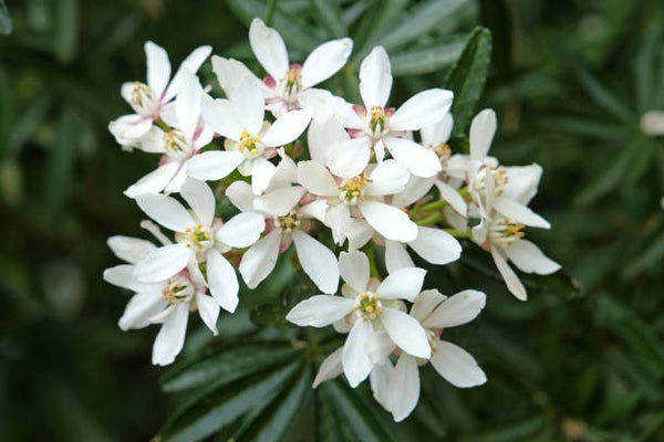 Choisya ternata C3