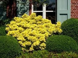 Choisya ternata sundance (brica) C5