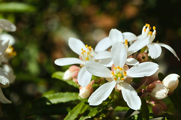 Choisya white dazzler C7,5