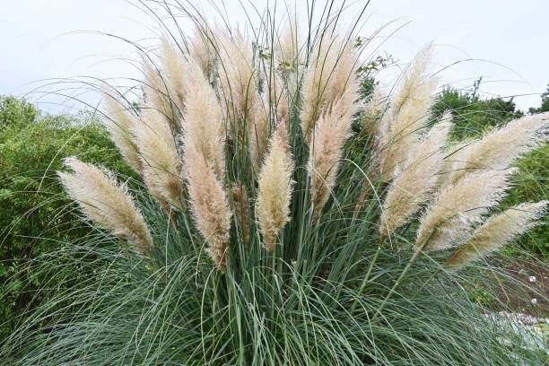 Cortaderia selloana C3