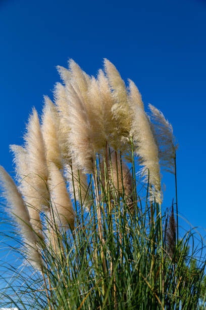 Cortaderia selloana Pumila C3