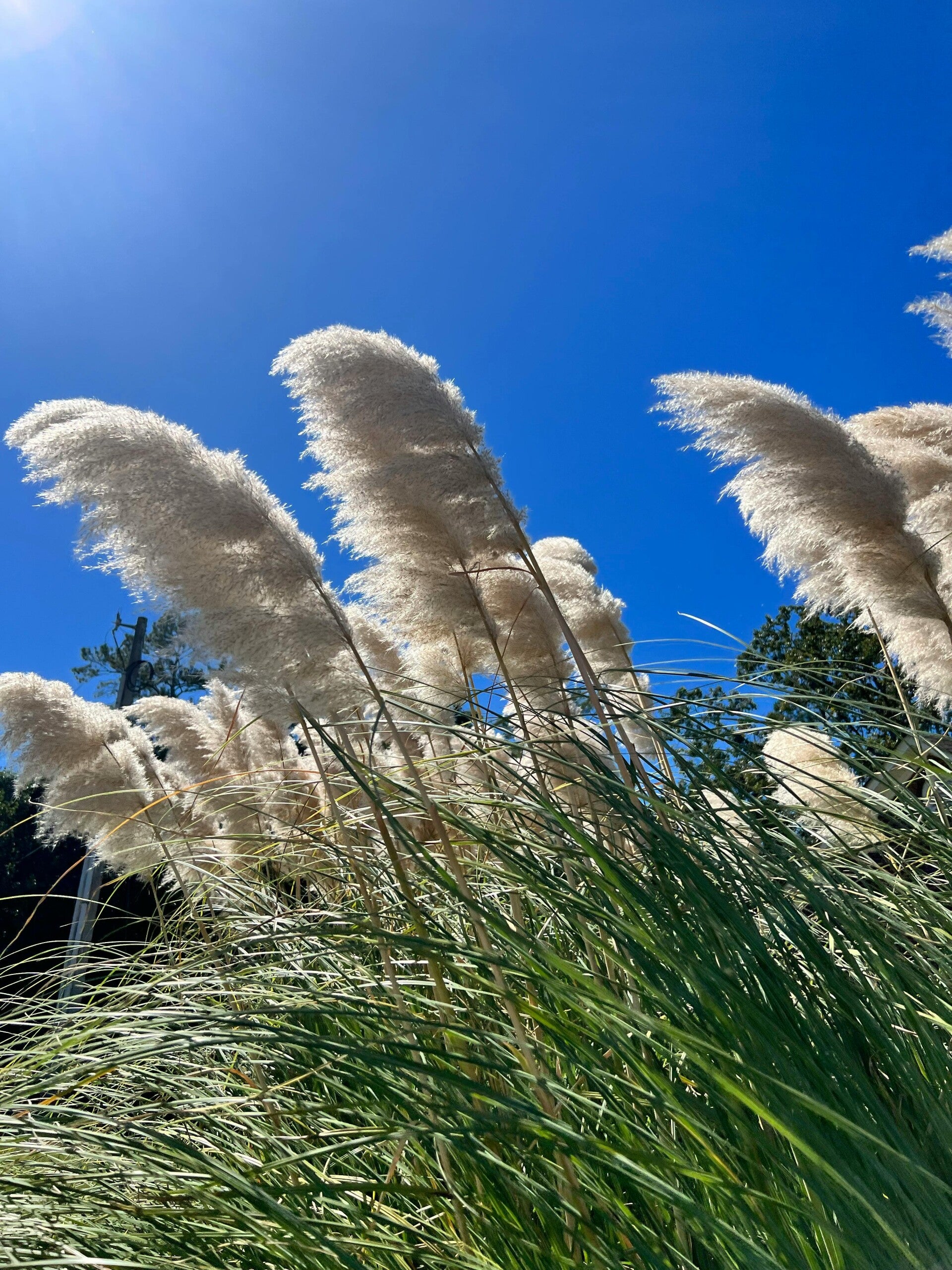 Cortaderia selloana Tiny Pampa C3