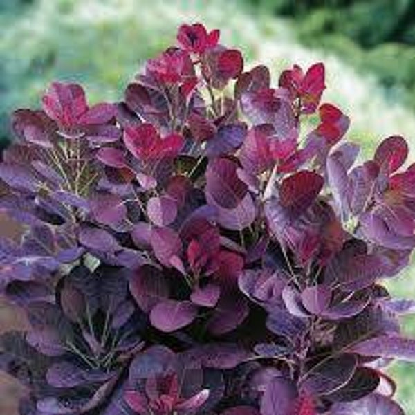 Cotinus cog. Royal purple C3