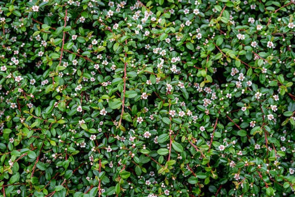 Cotoneaster dammeri Major