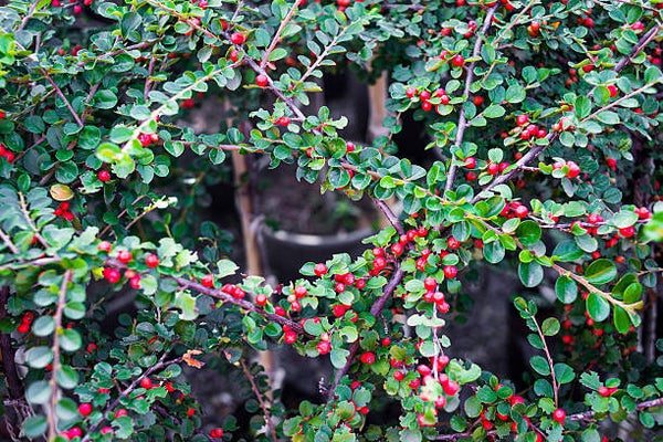 Cotoneaster horizontalis