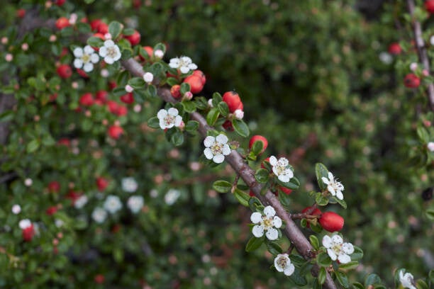 cotoneaster microphyllus