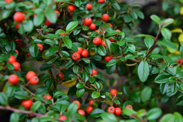 cotoneaster radicans eichholz