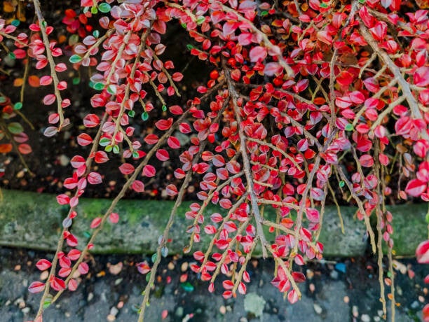 cotoneaster suecicus coral beauty