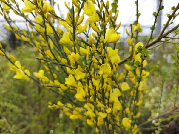 Cytisus praecox allgold C3