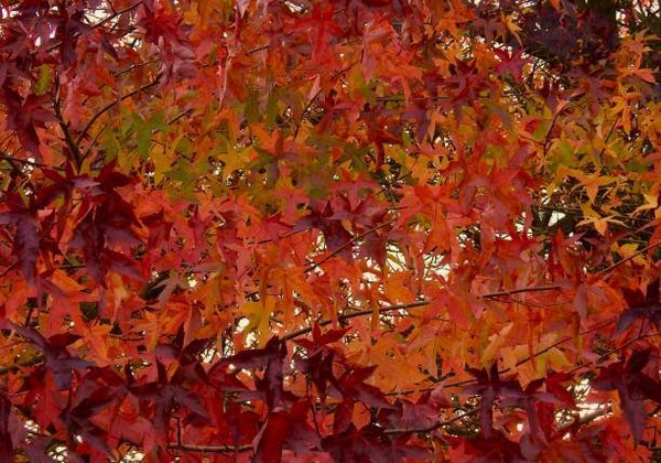 Lei amberboom (Liquidambar styraciflua 'Worplesdon')