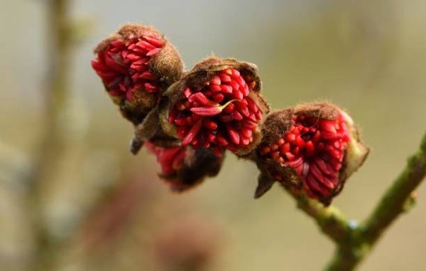 De Parrotia leiboom (Parrotia persica)