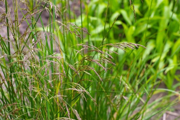 Deschampsia cespitosa
