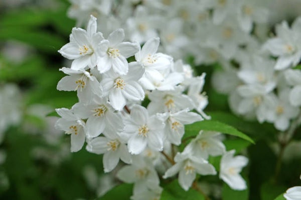 Deutzia gracilis C3