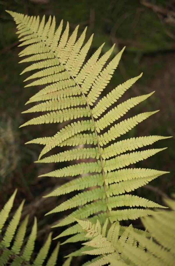 Dryopteris filix-mas