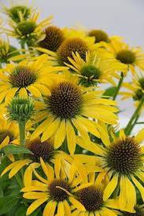 Echinacea Fountain Yellow C3
