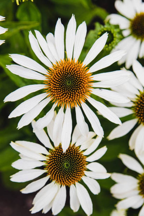 Echinacea purpurea Avalanche C3