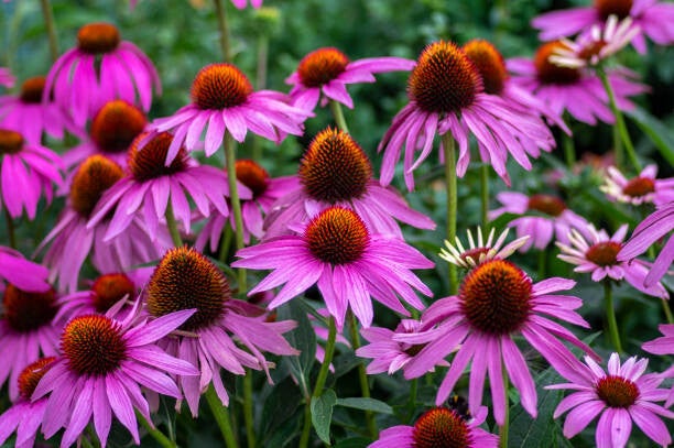 Echinacea purpurea C3