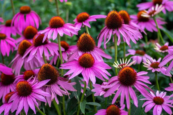 Echinacea purpurea C3
