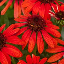 Echinacea Red Pearl C3